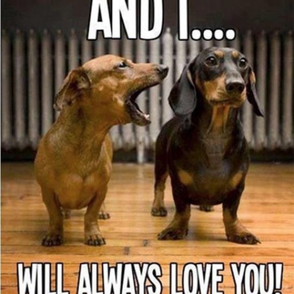 Meet your Posher, Cami - Picture 12 of 16